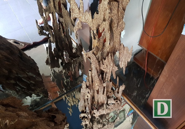 Những mẫu trầm có hình thù kỳ dị ở “xứ trầm” Khánh Hòa - 4 Nhiều cây trầm còn được người chơi trầm cho vào tủ kính, trưng bày rất trang trọng trong nhà mình