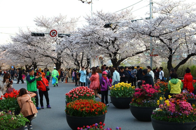 Rộn ràng mùa lễ hội hoa Hàn Quốc - 5 Lễ hội hoa tulip Everland diễn ra từ 26/3 – 23/4 thu hút rất nhiều du khách tham quan
