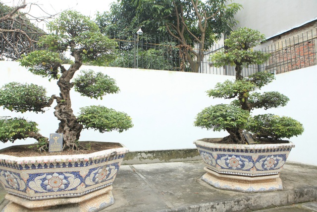 Cặp khế cổ từ đời vua Gia Long, giá 10 tỷ khiến dân chơi “phát sốt” - 1 Cặp khế có tuổi đời hơn 400 năm