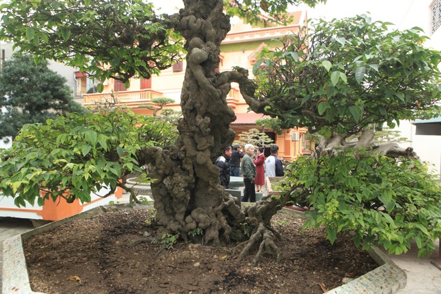 Cặp khế cổ từ đời vua Gia Long, giá 10 tỷ khiến dân chơi “phát sốt” - 5 ể sở hữu được cây quý, đại gia đất Việt Trì phải mất khá nhiều thời gian đeo đuổi, thuyết phục.