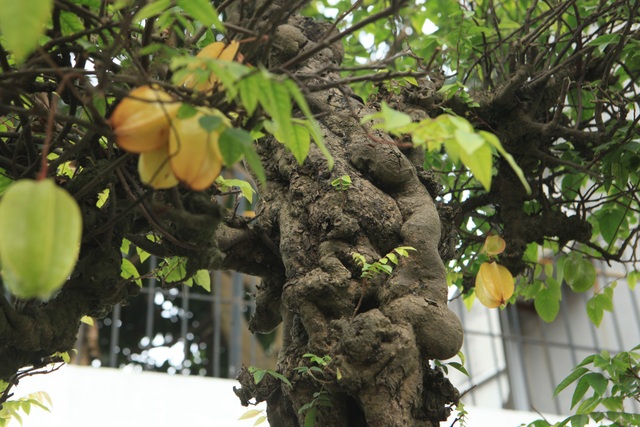 Cặp khế cổ từ đời vua Gia Long, giá 10 tỷ khiến dân chơi “phát sốt” - 4 Cây ra từng chùm quả, mùi thơm mát đặc trưng