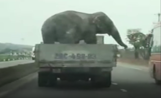 Chiều ngày 20/3, cộng đồng mạng lan truyền một đoạn video clip ghi lại hình ảnh chiếc xe tải chở một con voi chạy băng băng trên quốc lộ 1A đoạn qua địa bàn huyện Kỳ Anh (Hà Tĩnh) khiến người đi đường hú hồn.