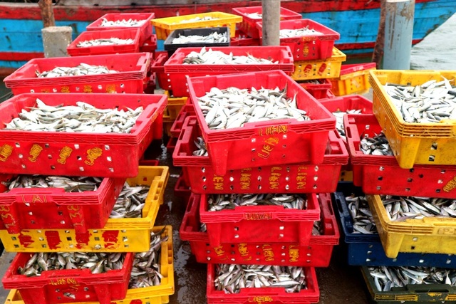 Ngư dân Quảng Nam phấn khởi vì trúng cá nục - 1 Cá nục vào mùa mang lại sản lượng khá lớn