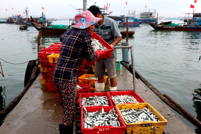 Ngư dân Quảng Nam phấn khởi vì trúng cá nục - 2 Tất bật chuyển cá vào bờ