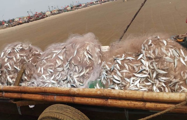 Những mẻ lưới ken đặc cá trích trở về bờ, đem lại nguồn thu nhập cao cho ngư dân ven biển từ sau Tết Nguyên đán đến nay.