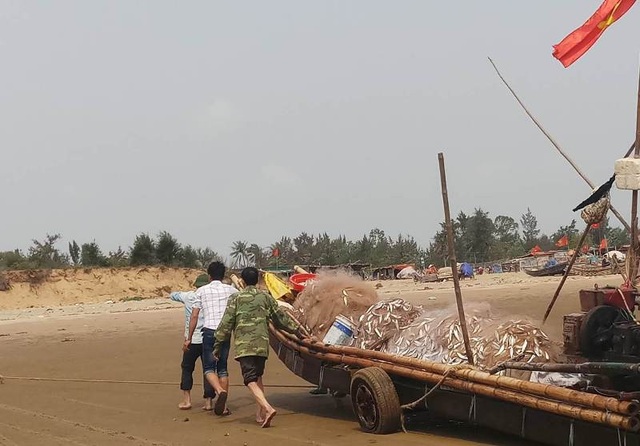 Ngư dân Thanh Hóa kiếm tiền triệu nhờ "lộc biển" - 3 Những ngày qua, cứ vào mỗi buổi sáng sớm, những chiếc bè mảng của bà con ngư dân ven biển huyện Hoằng Hóa đã hồ hởi ra khơi. Đến khoảng 8h, dọc vùng biển xã Hoằng Thanh, Hoằng Trường...lại rộn ràng, tấp nập bởi những chiếc bè mảng trở về bờ mang theo đầy cá.