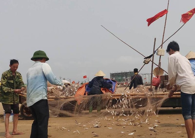 Ngư dân Thanh Hóa kiếm tiền triệu nhờ "lộc biển" - 8 Cá trích rất dễ đánh bắt nhưng vất vả nhất vẫn là khâu gỡ cá. Những ngày đánh bắt được nhiều cá, bà con phải huy động hết thành viên trong gia đình, thậm chí mượn thêm người để cùng nhau gỡ lưới cho kịp bán và tiếp tục ra khơi.