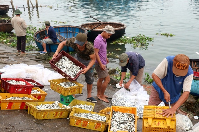 Ngư dân Quảng Nam phấn khởi vì trúng cá nục - 4 Nhiều thuyền lớn không thể cập bến nên được vận chuyển qua thuyền thúng lên bờ cân cho thương lái