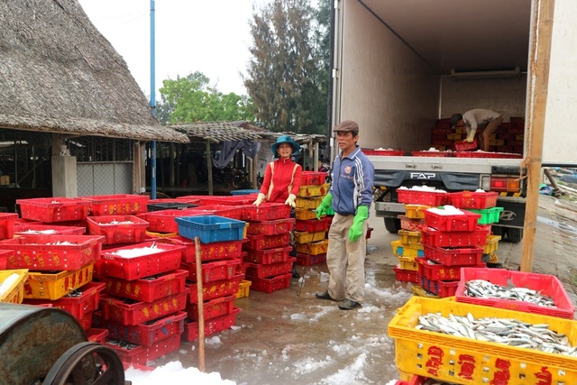 Ngư dân Quảng Nam phấn khởi vì trúng cá nục - 5 Cân và cho lên xe thùng vận chuyển đi nơi khác