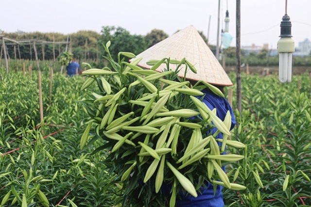 Hoa loa kèn vào chính vụ 100.000đ/bó vẫn "hút" người mua - 1 Để đáp ứng được nhu cầu lớn của thị trường, người dân làng Tây Tựu những ngày này phải tất bật xuống vườn thu hoạch hoa.