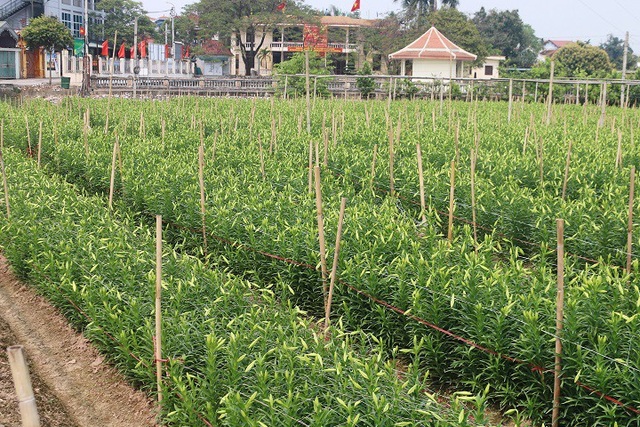 Hoa loa kèn vào chính vụ 100.000đ/bó vẫn "hút" người mua - 2 Cả làng Tây Tựu có khoảng 4-5 vườn trồng hoa loa kèn đang và chính vụ. Mỗi vườn có diện tích khoảng 100m2 sẽ thu hoạch được khoảng 2000-3000 bông loa kèn/buổi