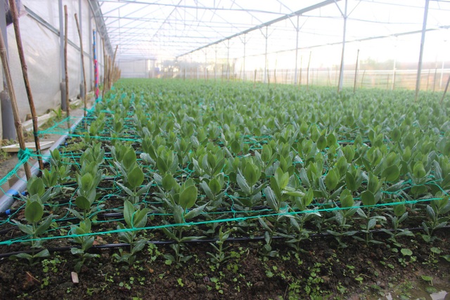 Xanh mát mô hình “vườn rau, hoa trường em” - 3
Một góc vườn hoa do thầy cô và học trò trường PTDT nội trú tỉnh Lâm Đồng trồng.