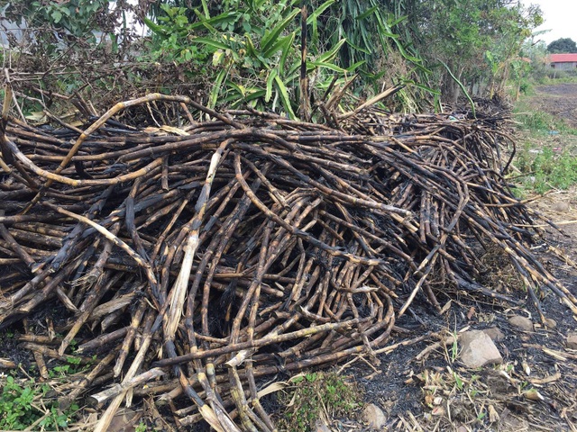 Nông dân đốt mía vì không ai mua - 2 Không đốt mà vận chuyển đi bán thì càng lỗ nặng