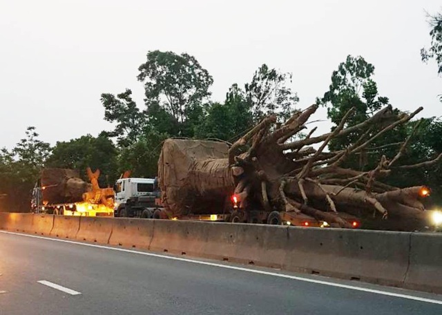 Bắt 3 xe chở cây khủng như “quái thú”, phạt hơn 81 triệu đồng - 1
Đoàn 3 xe chở cây khủng như quái thú bị bắt tại Huế tối 30/3