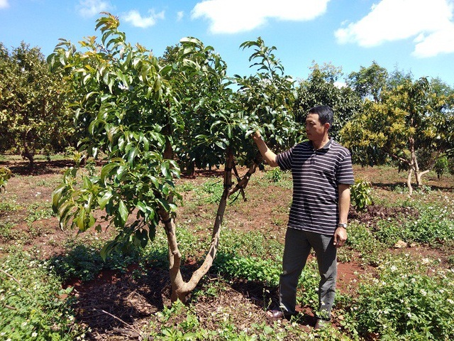 Gia Lai: Một nông dân lãi 300 triệu đồng/năm từ...vườn tiêu chết - 2 Ông Dũng bên cạnh cây bơ thường đã được ghép thành công với giống bơ Mỹ.