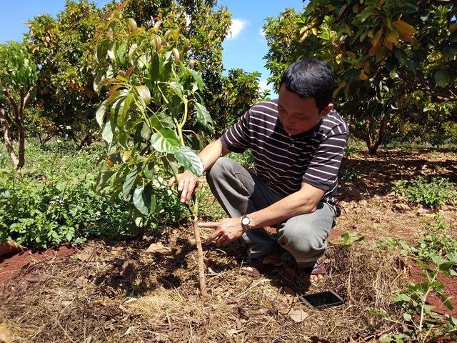 Gia Lai: Một nông dân lãi 300 triệu đồng/năm từ...vườn tiêu chết - 5 Gia Lai: Một nông dân lãi 300 triệu đồng/năm từ...vườn tiêu chết - 5