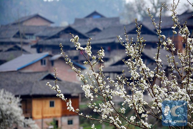 Mãn nhãn mùa hoa xuân tuyệt đẹp ở Trung Quốc | Báo Dân trí