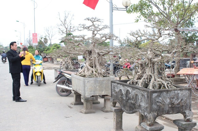 Tuyệt phẩm sanh cổ của đại gia Hưng Yên "hét giá" 30 tỷ gây xôn xao dư luận - 1 Được trưng bày tại Triển lãm Sinh vật cảnh Quốc Oai 2018, bộ ba tác phẩm sanh cổ nhận được sự chú ý đặc biệt của giới chơi cây.