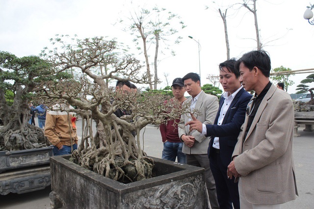 Tuyệt phẩm sanh cổ của đại gia Hưng Yên "hét giá" 30 tỷ gây xôn xao dư luận - 3 Trong ba cây, hai cây có dáng trực, một cây có dáng “phúc-lộc-thọ” thể hiện sự quy tụ, sum vầy.