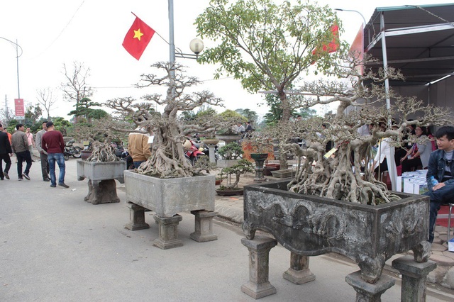Tuyệt phẩm sanh cổ của đại gia Hưng Yên "hét giá" 30 tỷ gây xôn xao dư luận - 9 Cả ba tác phẩm đều từng thuộc sở hữu của các nghệ nhân nổi tiếng trong giới chơi cây