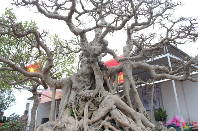 Tuyệt phẩm sanh cổ của đại gia Hưng Yên "hét giá" 30 tỷ gây xôn xao dư luận - 4 Tuyệt phẩm sanh cổ của đại gia Hưng Yên "hét giá" 30 tỷ gây xôn xao dư luận - 4