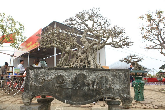 Tuyệt phẩm sanh cổ của đại gia Hưng Yên "hét giá" 30 tỷ gây xôn xao dư luận - 10 Các cây sanh đều được trồng trên các bệ cổ làm tôn thêm nét u bướu, vẻ cổ kính cho cây