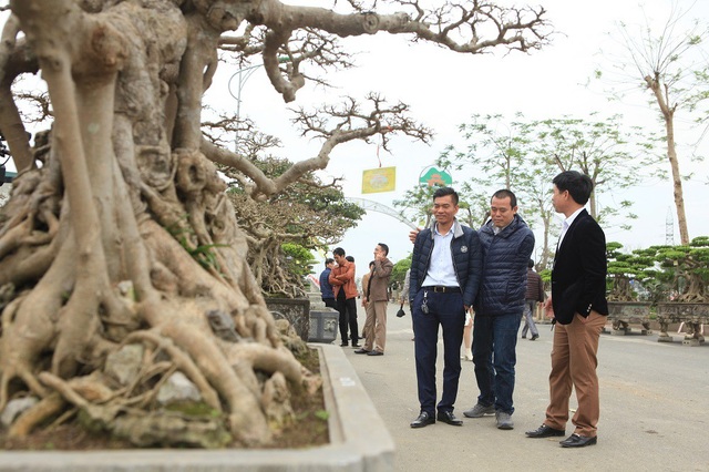 Tuyệt phẩm sanh cổ của đại gia Hưng Yên "hét giá" 30 tỷ gây xôn xao dư luận - 6 Dù được mua vào những thời điểm khác nhau nhưng bộ ba Tam đa giống như một tác phẩm nghệ thuật giúp tôn lên vẻ đẹp cho từng cây.