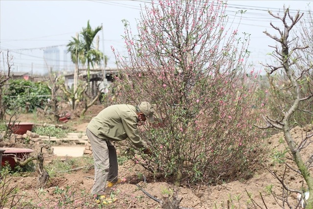 Nghề “buôn xác” đào, quất kiếm tiền triệu một ngày sau tết - 1
Nhiều cây đào được mang về các chủ vườn chăm sóc, phục vụ cho mùa tết năm tới.