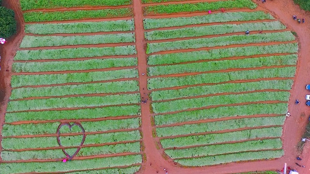 Chiêm ngưỡng vườn hoa Tam giác mạch đầu tiên ở xứ Nghệ - 17 Vườn hoa tam giác mạch nhìn từ trên cao.