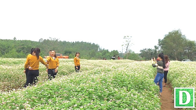 Du lịch Nghệ An thu hút gần 6 triệu lượt khách - 3 Cánh đồng hoa tam giác mạch ở Nghĩa Đàn - hướng đi mới trong phát triển du lịch Nghệ An.