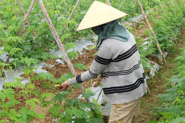 Những làng rau rộn ràng vào vụ Tết - 3 Người dân đang tất bật ra đồng chăm sóc, vun vén cho ruộng rau gia đình. Hy vọng một mùa màng tốt tươi cho năm mới sắp đến