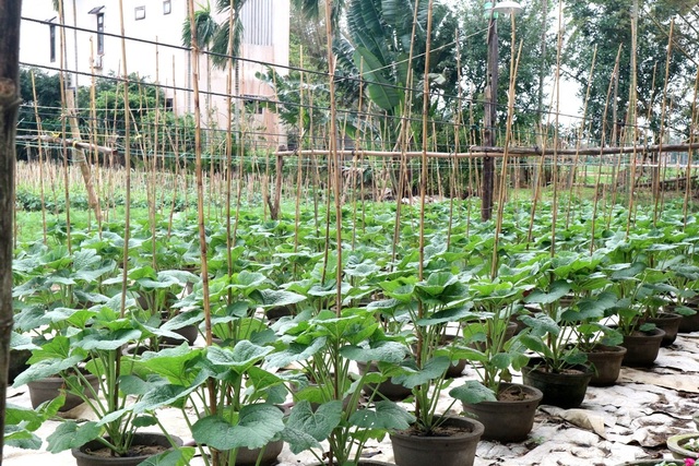 Làng hoa Hội An “nín thở” chờ Tết Nguyên đán - 4 Nhiều hộ trồng mãn đình hồng chậm phát triển và có thể không nở kịp dịp Tết