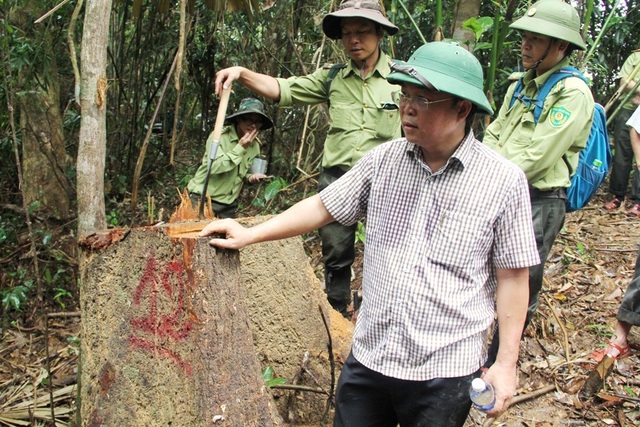 Giao địa phương quản lý rừng để hạn chế lâm tặc? - 1 Ông Lê Trí Thanh thị sát tại khu rừng phòng hộ Sông Kông (huyện Đông Giang) bị hạ sát