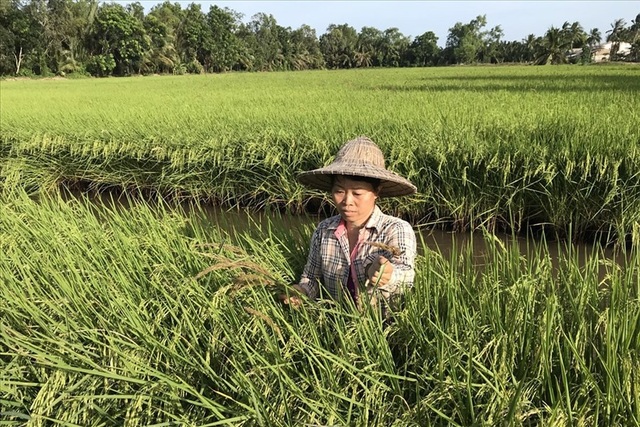 Làm giàu giữa mùa thiên tai - 1
Mô hình lúa sạch hữu cơ ở cù lao Hòa Minh và Long Hòa. Ảnh: T.L