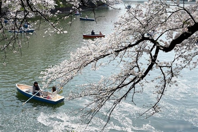 Ngất ngây trước cảnh hoa anh đào nở rộ, cánh hoa phủ sông hồ ở Tokyo - 1 Ngất ngây trước cảnh hoa anh đào nở rộ, cánh hoa phủ sông hồ ở Tokyo - 1