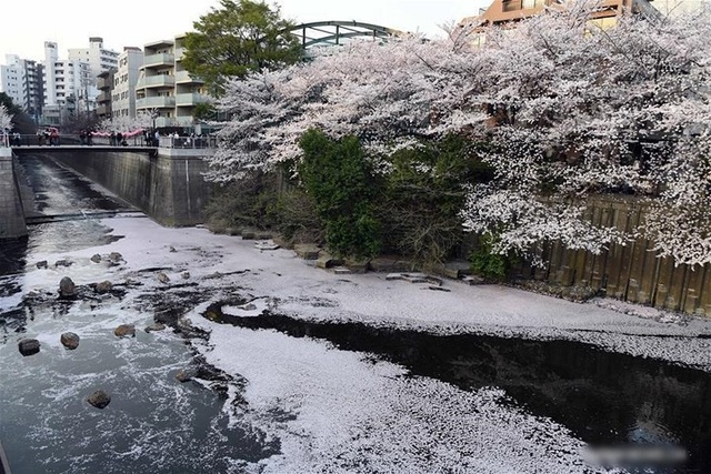 Ngất ngây trước cảnh hoa anh đào nở rộ, cánh hoa phủ sông hồ ở Tokyo - 2 Ngất ngây trước cảnh hoa anh đào nở rộ, cánh hoa phủ sông hồ ở Tokyo - 2