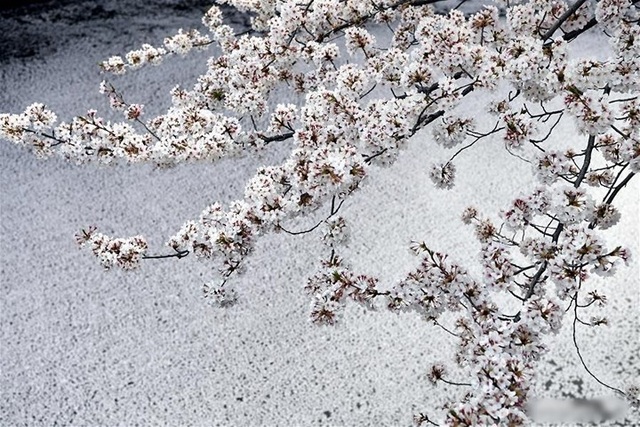 Ngất ngây trước cảnh hoa anh đào nở rộ, cánh hoa phủ sông hồ ở Tokyo - 3 Ngất ngây trước cảnh hoa anh đào nở rộ, cánh hoa phủ sông hồ ở Tokyo - 3