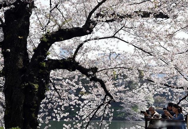Ngất ngây trước cảnh hoa anh đào nở rộ, cánh hoa phủ sông hồ ở Tokyo - 8 Ngất ngây trước cảnh hoa anh đào nở rộ, cánh hoa phủ sông hồ ở Tokyo - 8