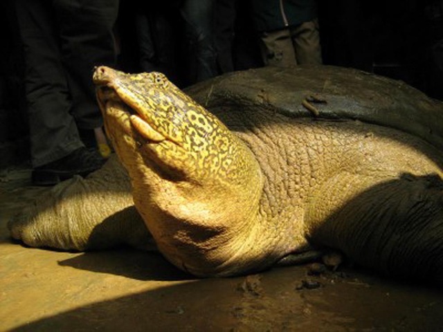 Bức ảnh chụp cá thể rùa Hoàn Kiếm (Rafetus swinhoei) được giải cứu sau vụ vỡ đập Đồng Mô, Hà Nội vào năm 2008. Ảnh: Timothy McCormack – ATP/IMC.