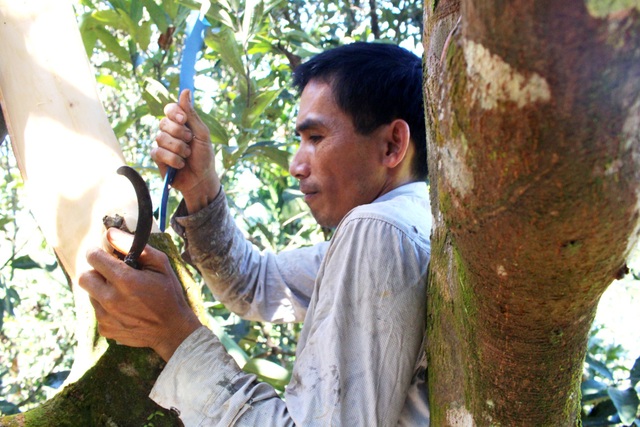 Người trồng quế thu hoạch vỏ quế tươi