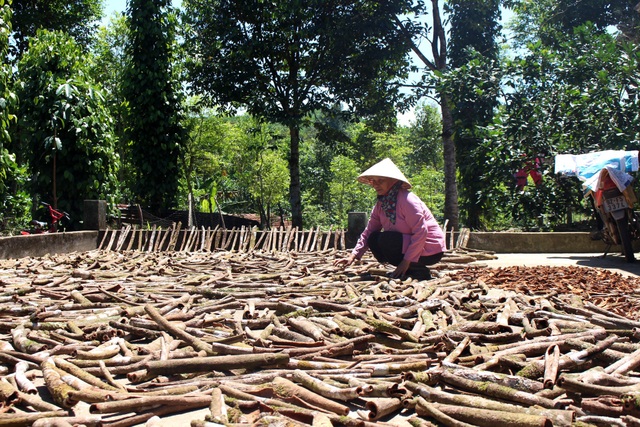 Quế được phơi khô chờ thương lái đến thu mua