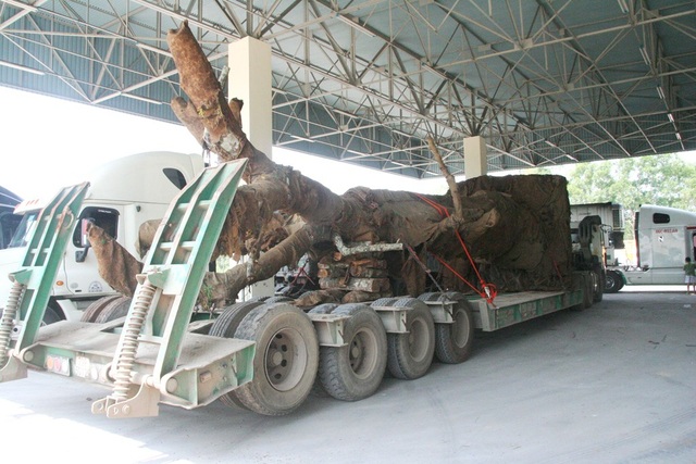 3 xe chở cây “khủng” chưa thể di chuyển ra khỏi Huế - 5
3 chiếc xe đang nằm lại 3 vị trí khác nhau trên đường tránh TP Huế, chưa thể di chuyển.