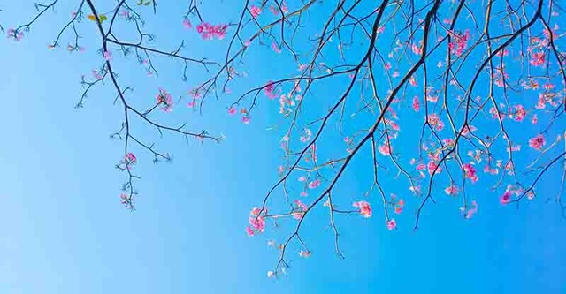 Có một Sài Gòn mộng mơ mùa hoa kèn hồng nở rộ - 9 Có một Sài Gòn mộng mơ mùa hoa kèn hồng nở rộ - 9