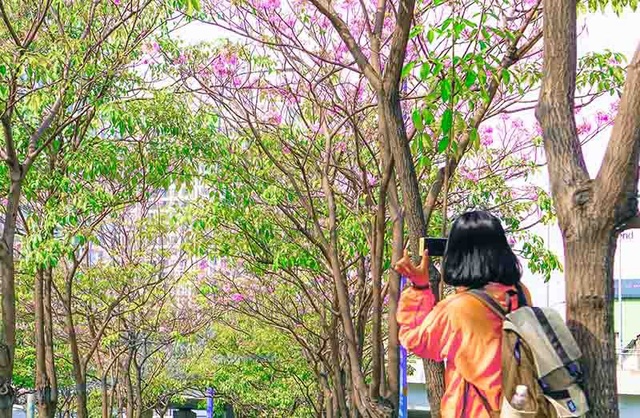 Có một Sài Gòn mộng mơ mùa hoa kèn hồng nở rộ - 3 Có một Sài Gòn mộng mơ mùa hoa kèn hồng nở rộ - 3