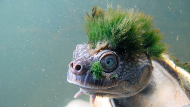 
Green-haired Mary River Turtle

