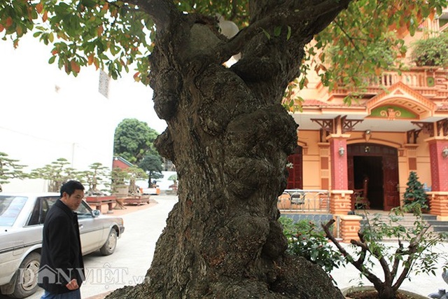 Kỳ lạ “cụ” lộc vừng “chửa” to bất thường giá 7 tỷ đồng Phú Thọ - 4
Anh Phan Toàn (TP. Việt Trì, Phú Thọ) chủ nhân của cây lộc vừng cho biết, cây lộc vừng này có tên “tích tụ phát lộc”;cây có tuổi đời rất cao;đặc biệt phần gốc cây nu (phình to) hơn 2m
