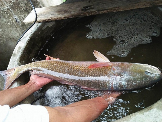 Ngư dân bắt được cá 4kg nghi là cá sủ vàng - 2
Hiện ông Quy đang thả con cá nói trên tại bể của gia đình.