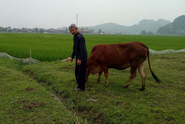 Nực cười chuyện chăn thả trâu bò phải đóng... phí đồng cỏ - 1 Người dân xã Thiệu Dương muốn chăn thả trâu bò ra đồng phải đóng phí