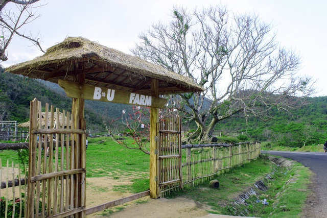 Điểm “sống ảo” với hai cây sung 100 tuổi cực chất ở Phú Yên - 2 Trang trại nằm cách trung tâm TP. Tuy Hòa (Phú Yên) chừng 30 km về hướng Nam