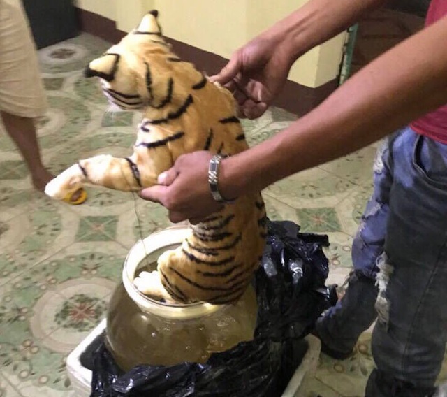 Xe khách chở hai cá thể hổ ngâm trong bình thủy tinh - 2
Một trong hai cá thể hổ ngâm trong bình thủy tinh.